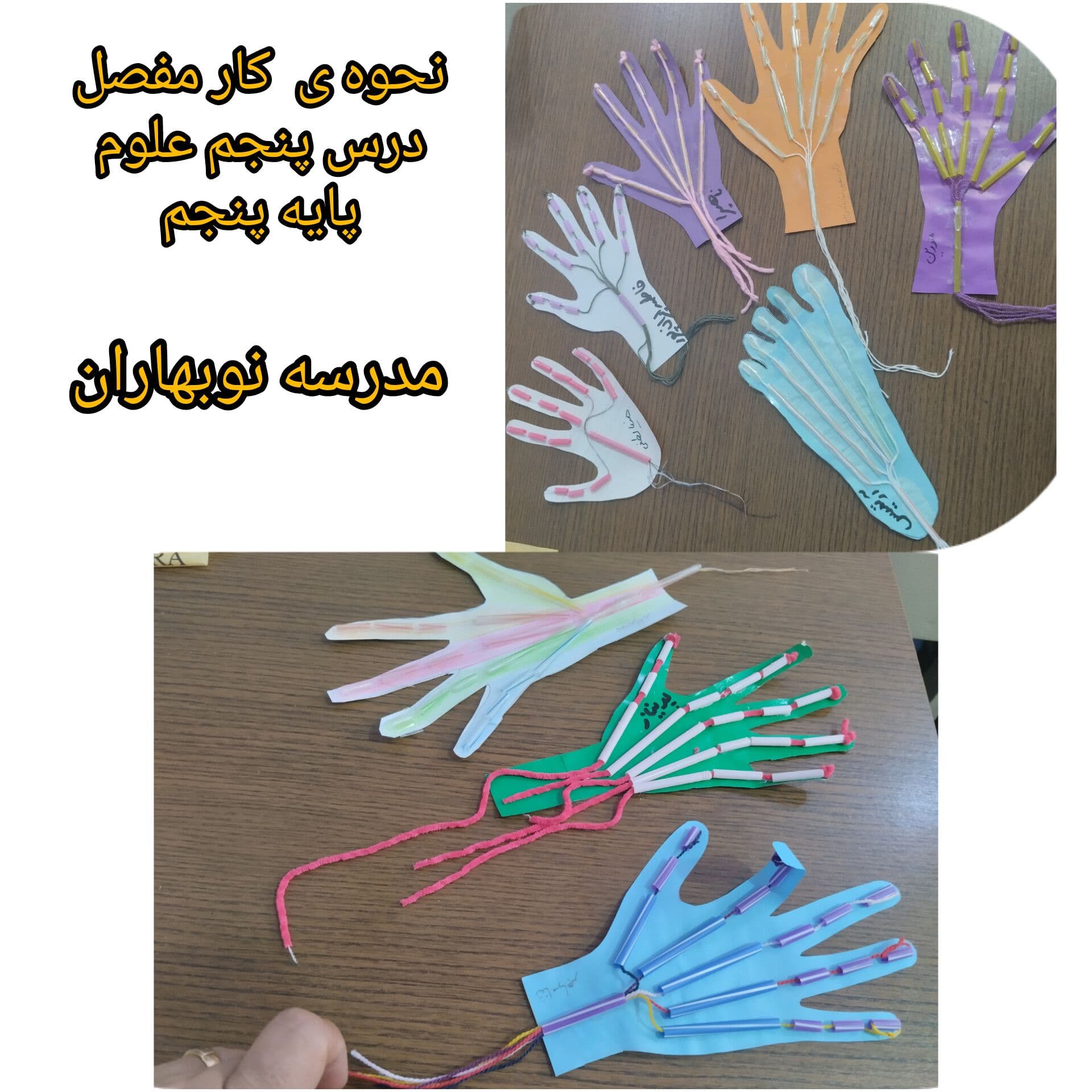 شناخت مفصل و عملکرد آن