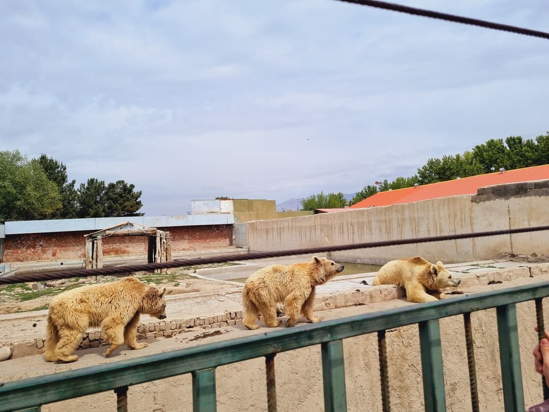 تصویر مقاله