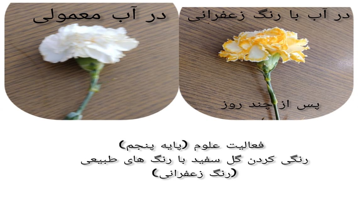 فعالیت علوم پایه پنجم