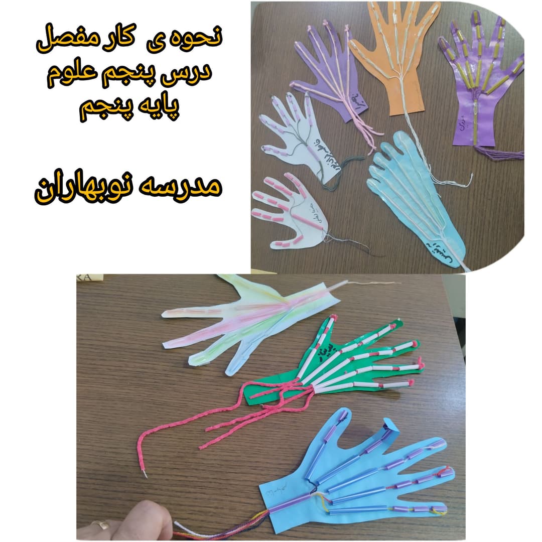 شناخت مفصل و عملکرد آن